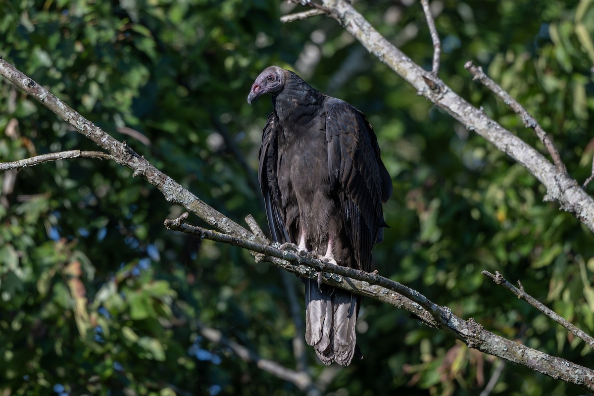 Turkey Vulture - ML623105167