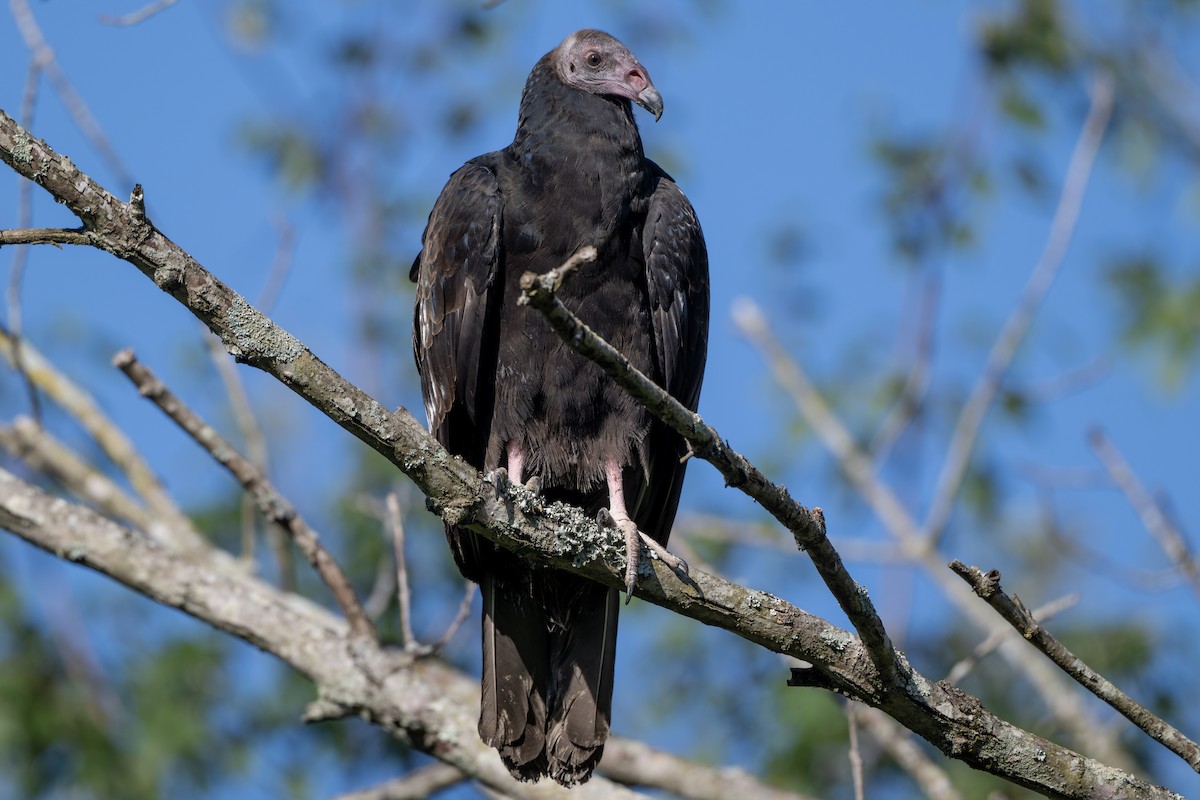 Turkey Vulture - ML623105170