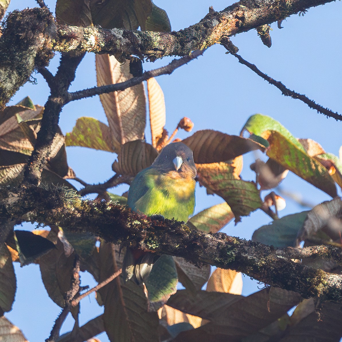 Modest Tiger-Parrot - ML623105171