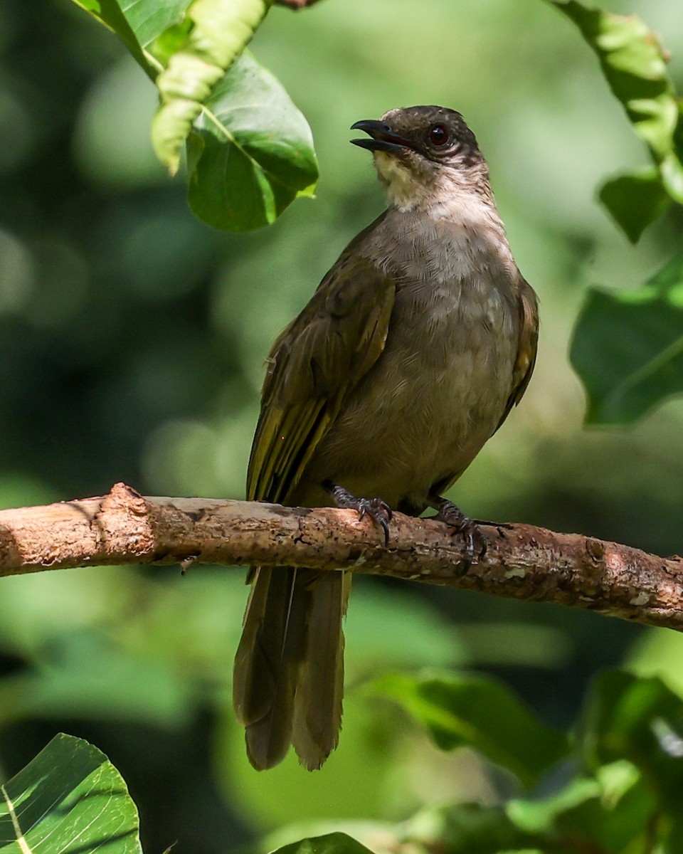 Olive-winged Bulbul - ML623105176