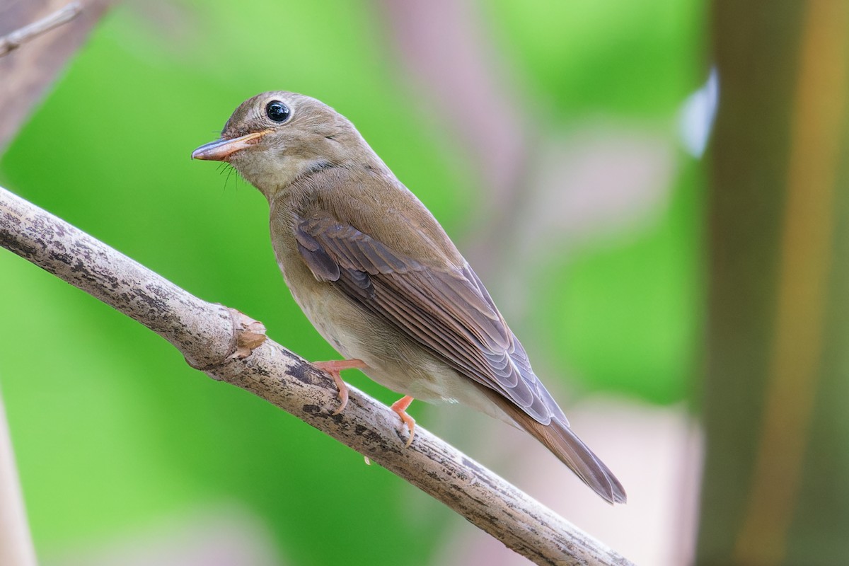 Brown-chested Jungle Flycatcher - ML623105184