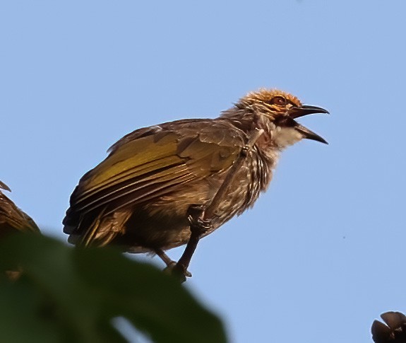 Straw-headed Bulbul - ML623105186