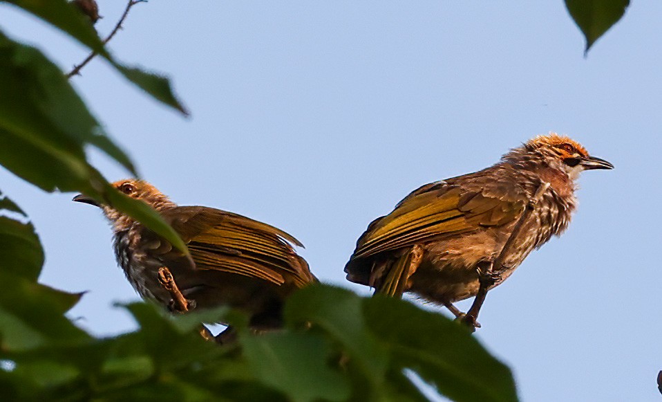 Straw-headed Bulbul - ML623105189