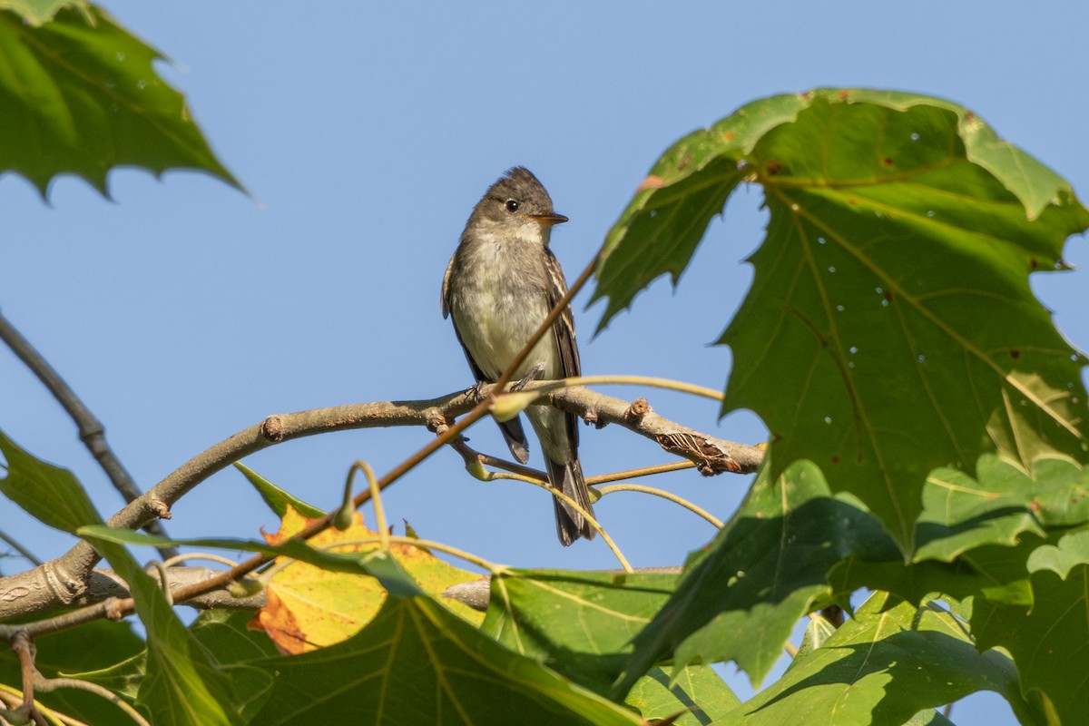 Eastern Wood-Pewee - ML623105194