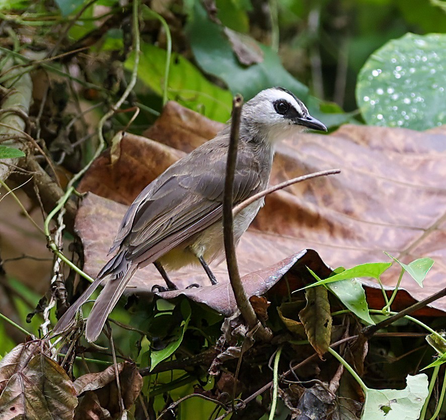 Yellow-vented Bulbul - ML623105231