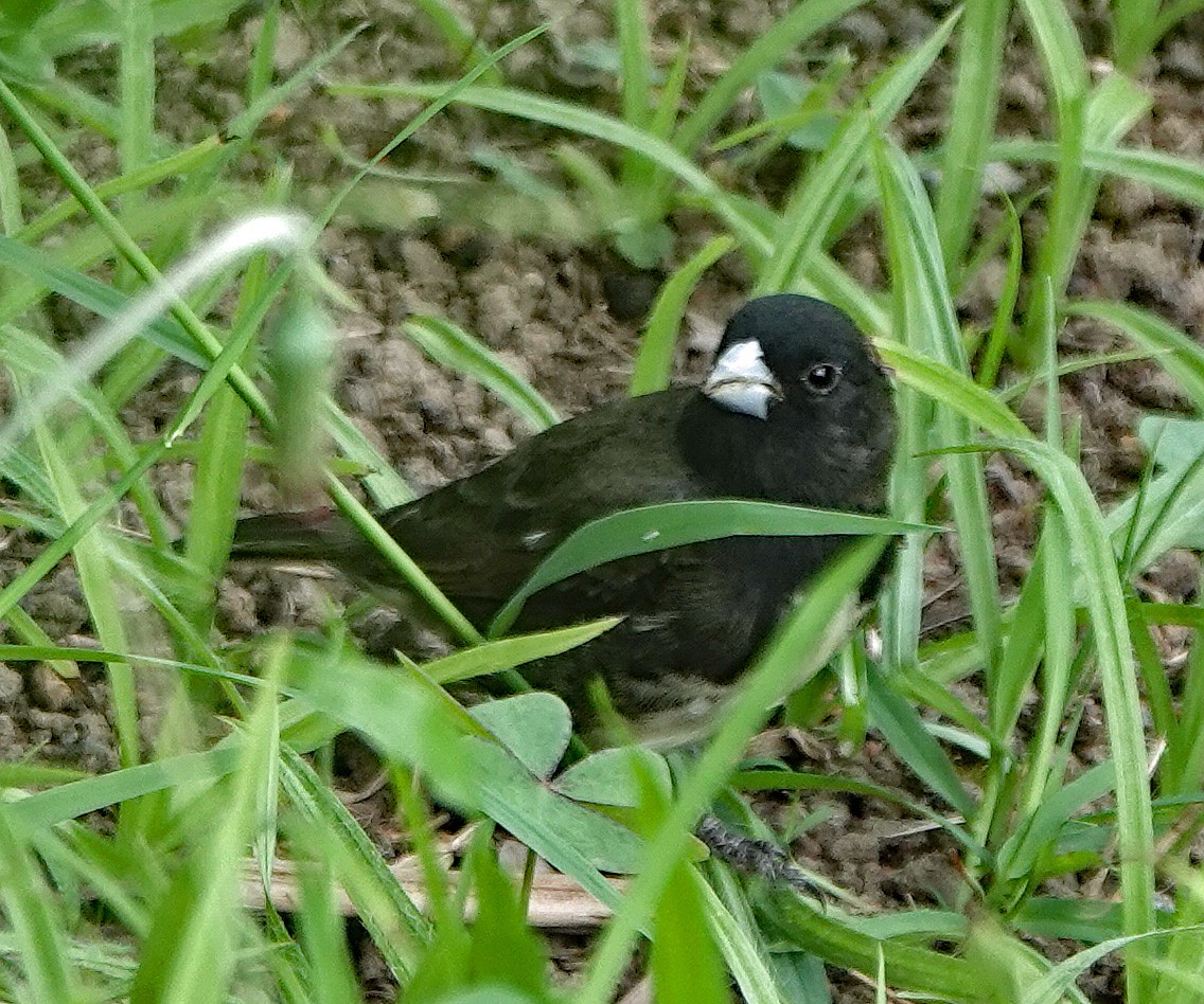 Large-billed Seed-Finch - ML623105244