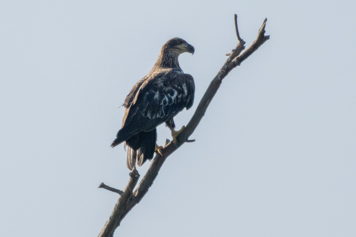 Bald Eagle - ML623105254