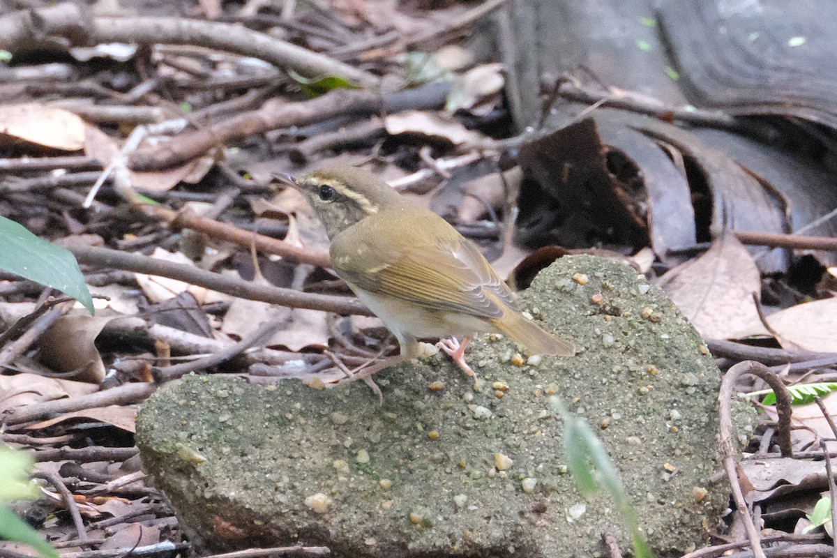 Pale-legged Leaf Warbler - ML623105293