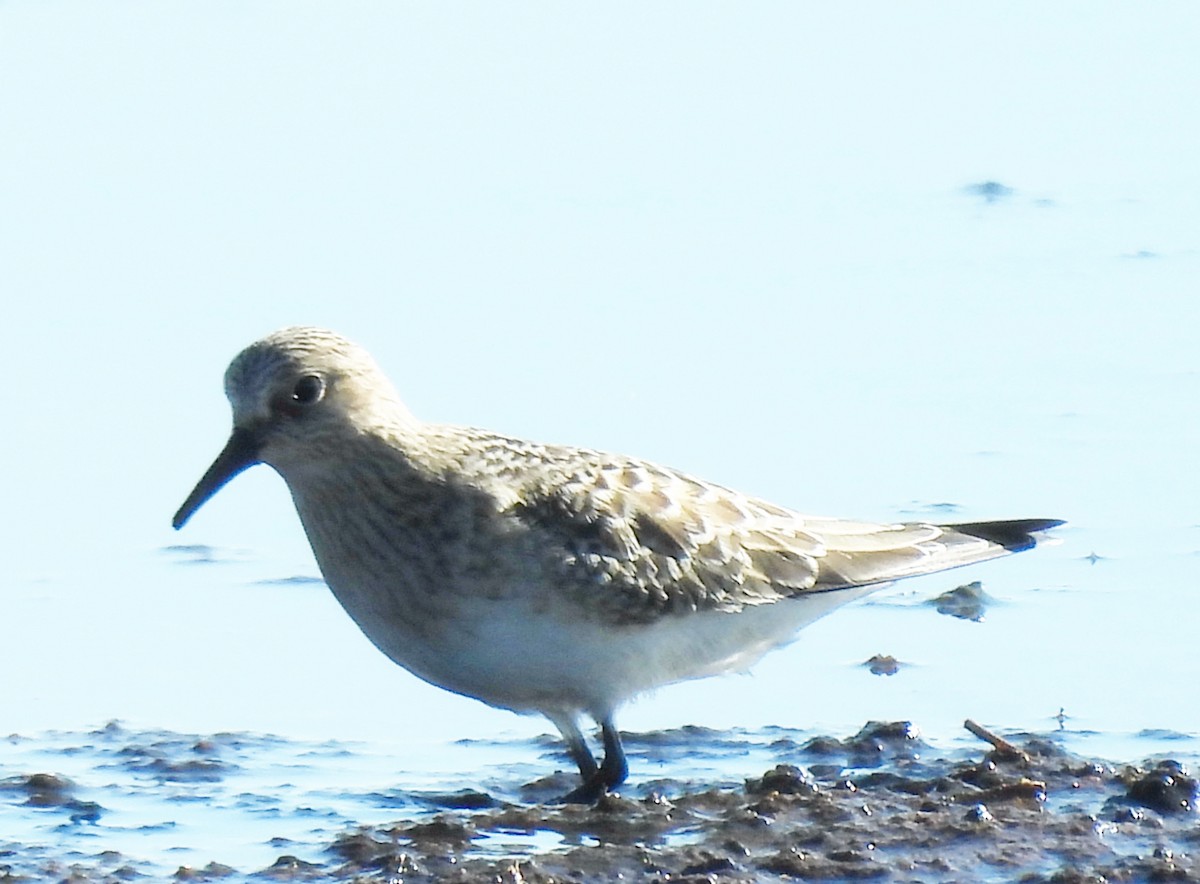 Baird's Sandpiper - ML623105314