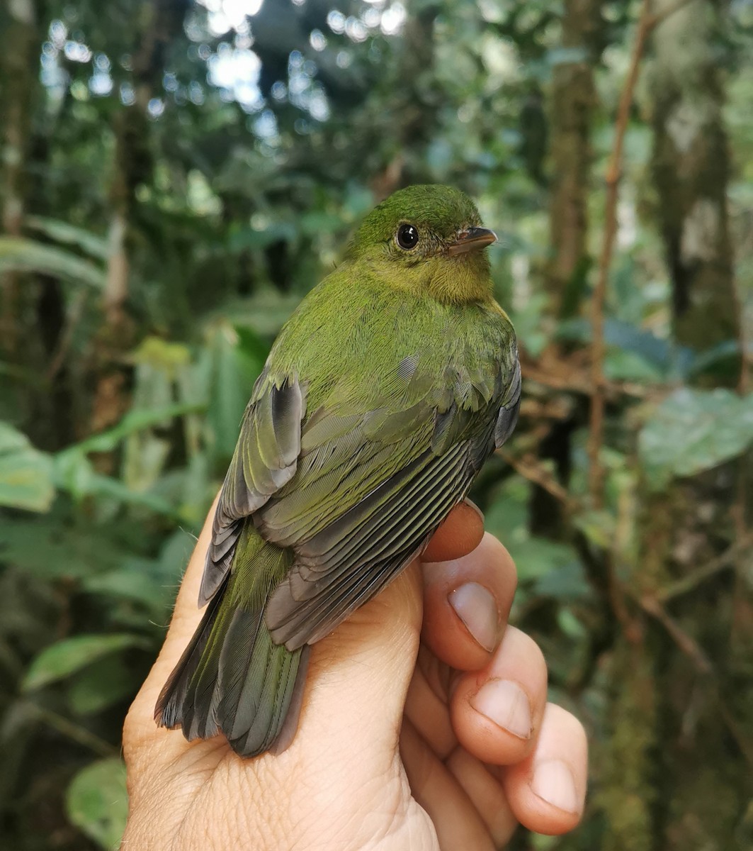 Green Manakin - ML623105383