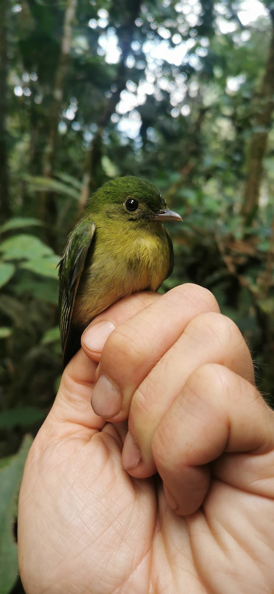 Green Manakin - ML623105384