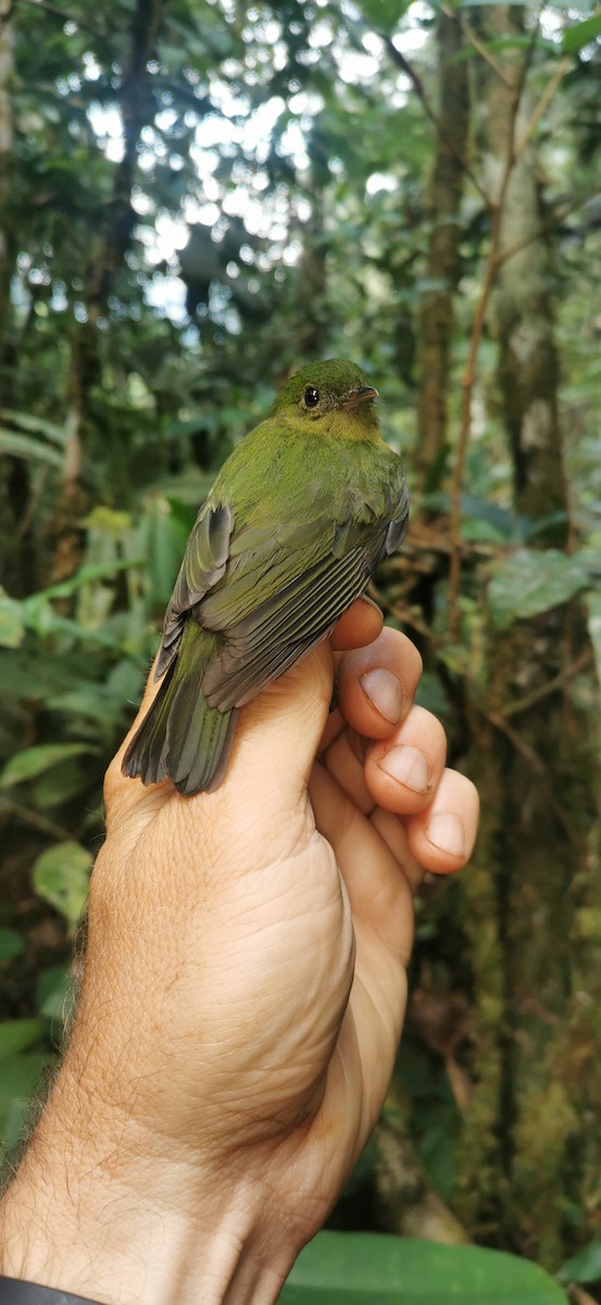 Green Manakin - ML623105385