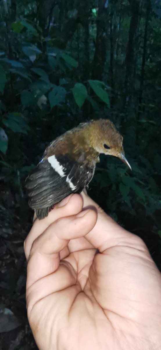 Wing-banded Wren - ML623105441