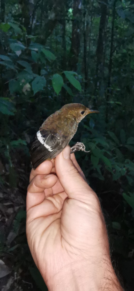 Wing-banded Wren - ML623105442