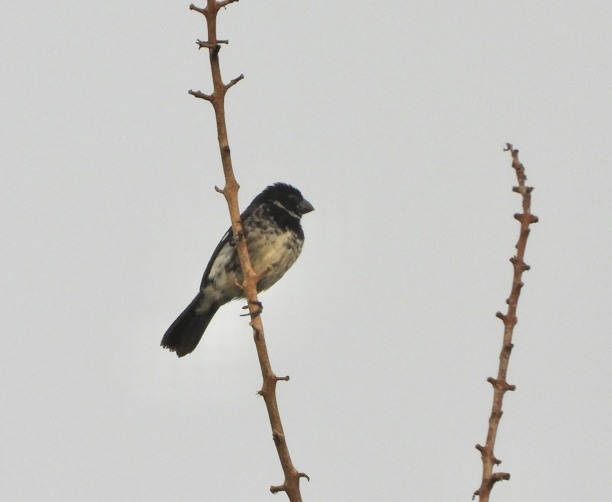 Variable Seedeater - Manuel Pérez R.