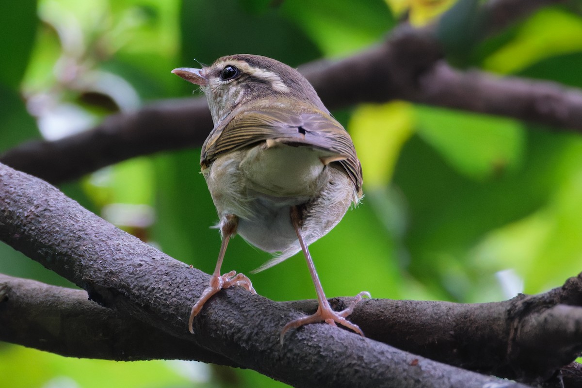 Pale-legged Leaf Warbler - Dolors Yong