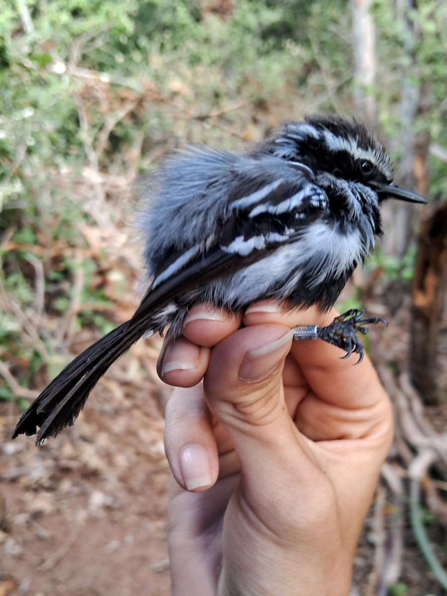 Black-bellied Antwren - ML623105466