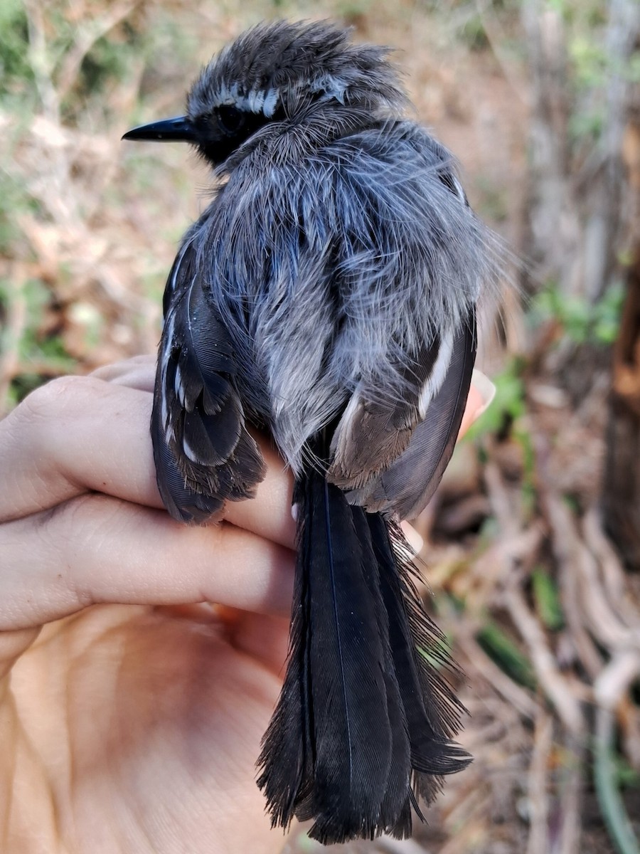 Black-bellied Antwren - ML623105467