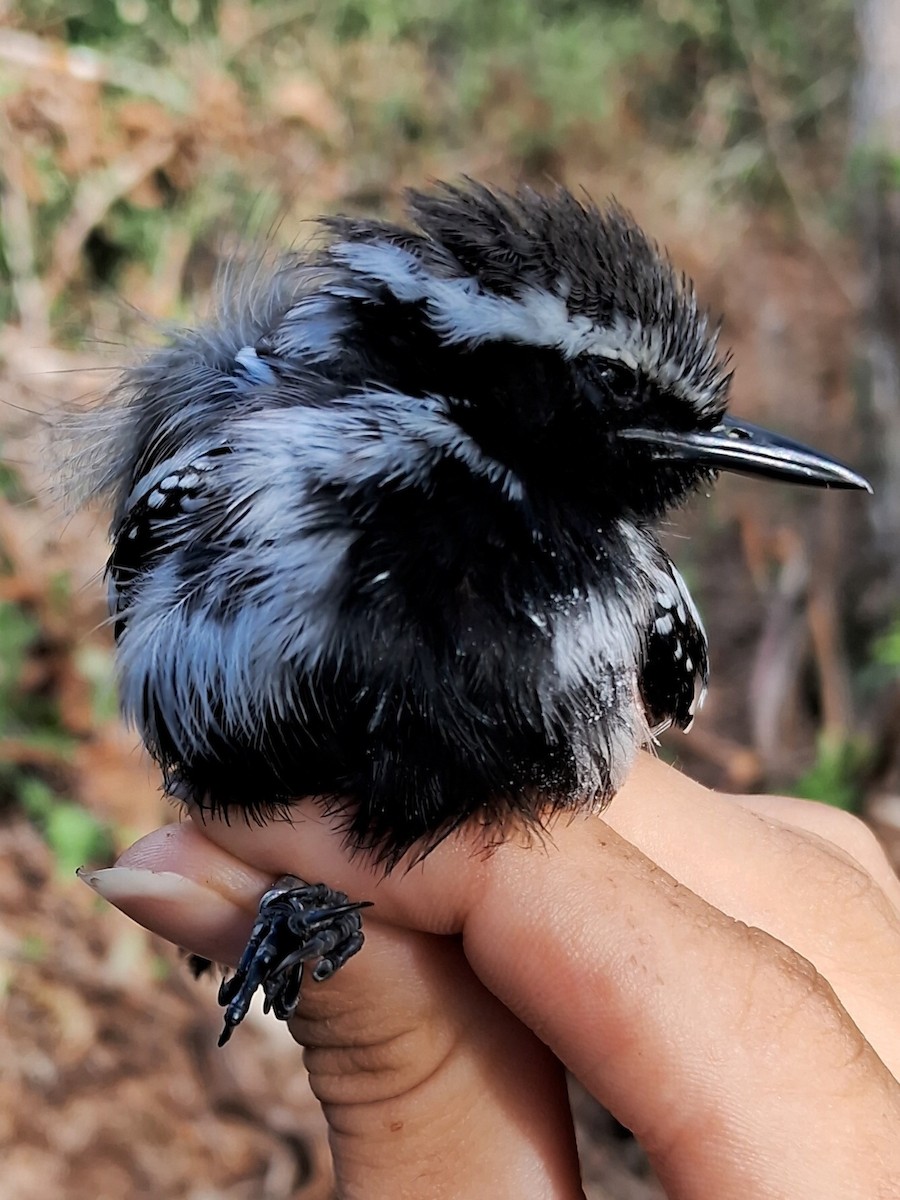 Black-bellied Antwren - ML623105468