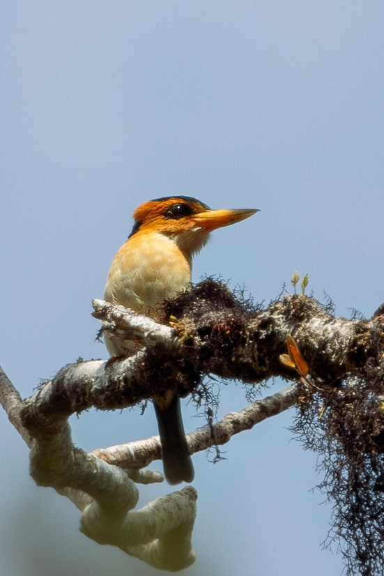 Mountain Kingfisher - Per Smith