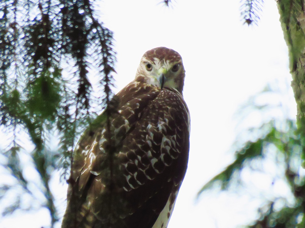 Red-tailed Hawk - ML623105568