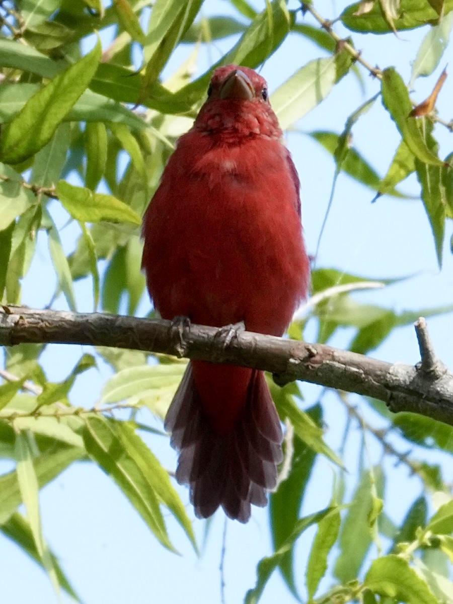 Summer Tanager - ML623105571