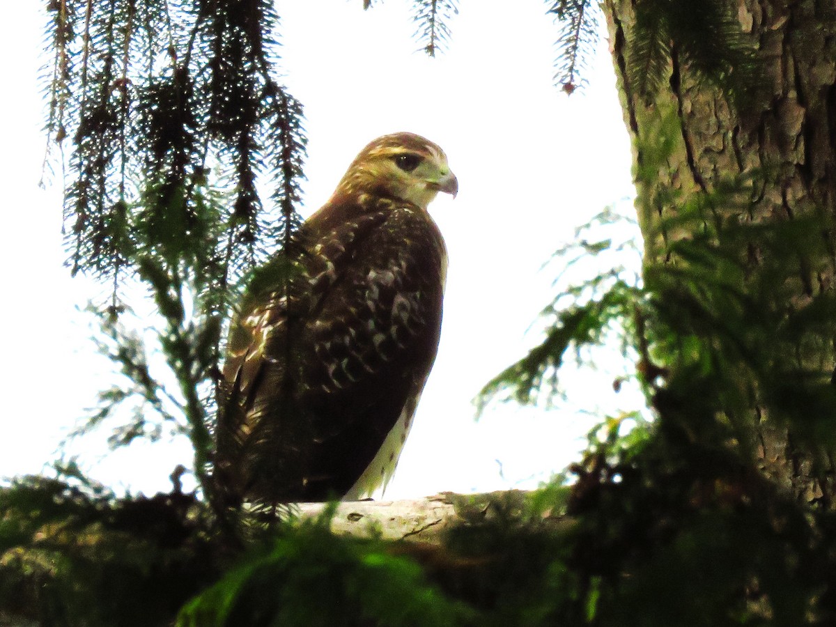 Red-tailed Hawk - ML623105573