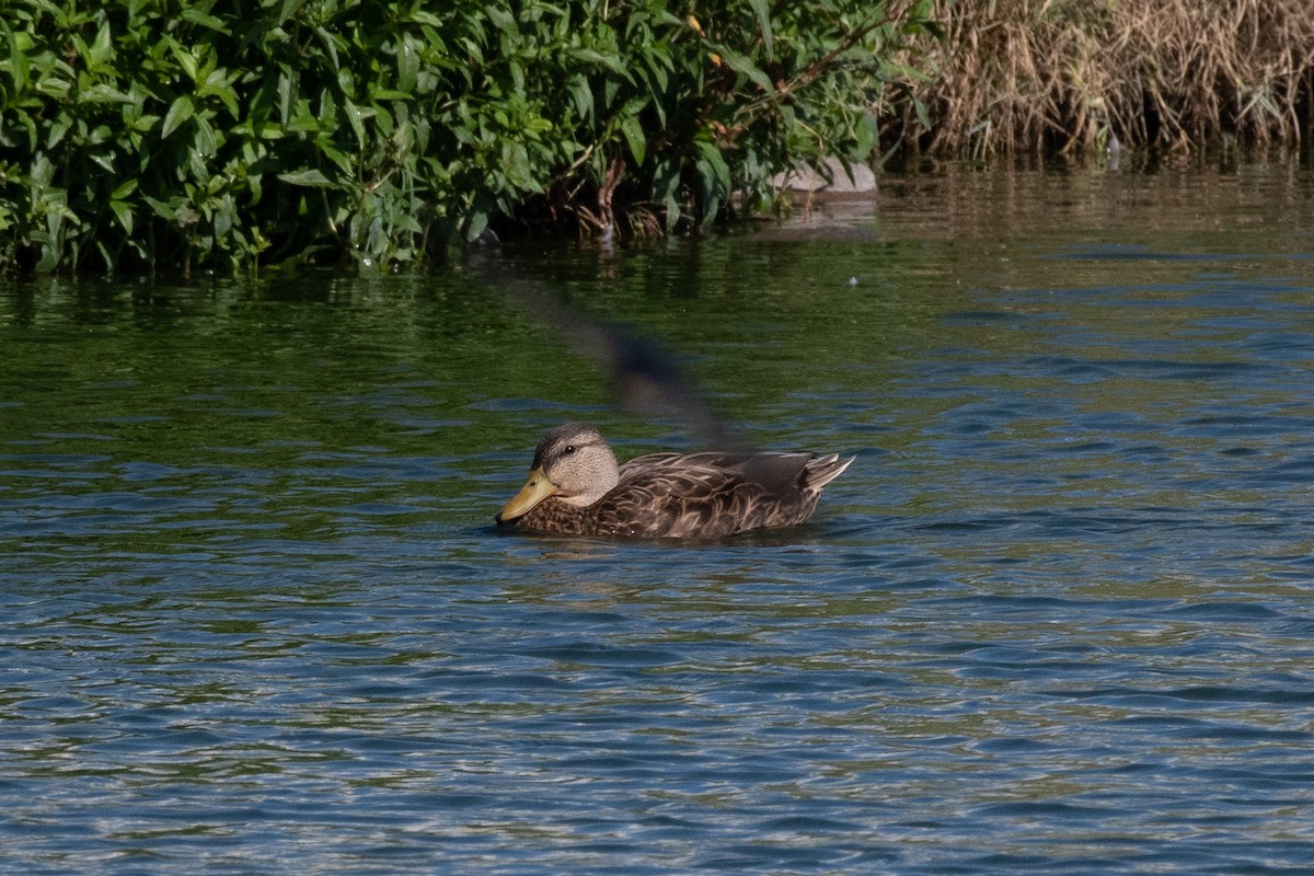 Mallard/Mexican Duck - ML623105575