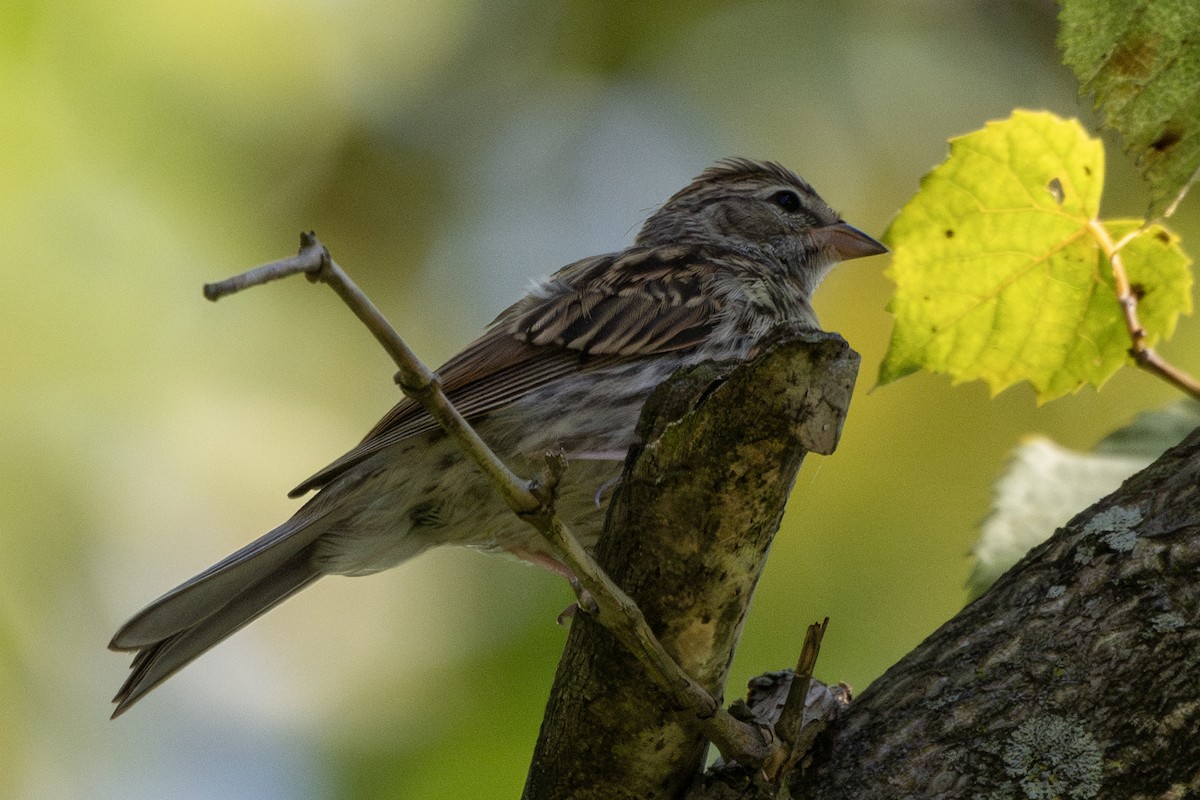 Chipping Sparrow - ML623105577