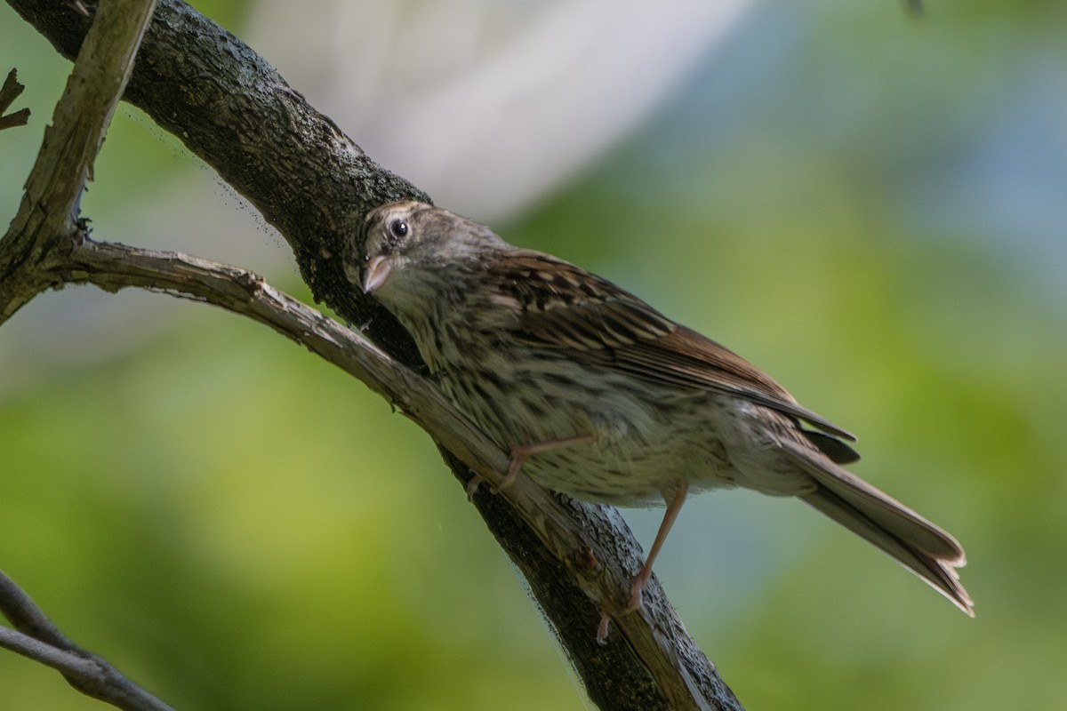 Chipping Sparrow - ML623105581