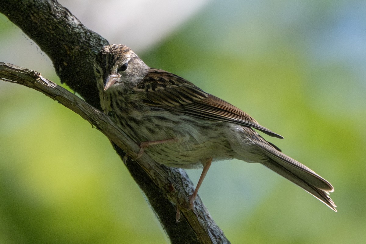 Chipping Sparrow - ML623105582