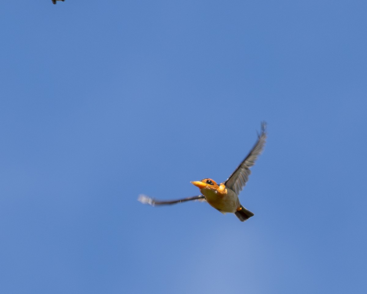 Mountain Kingfisher - ML623105617