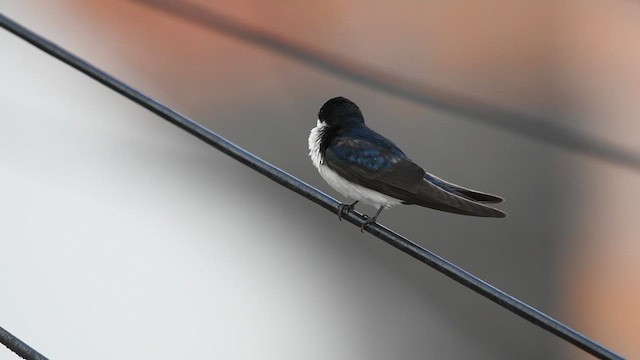 Blue-and-white Swallow - ML623105624