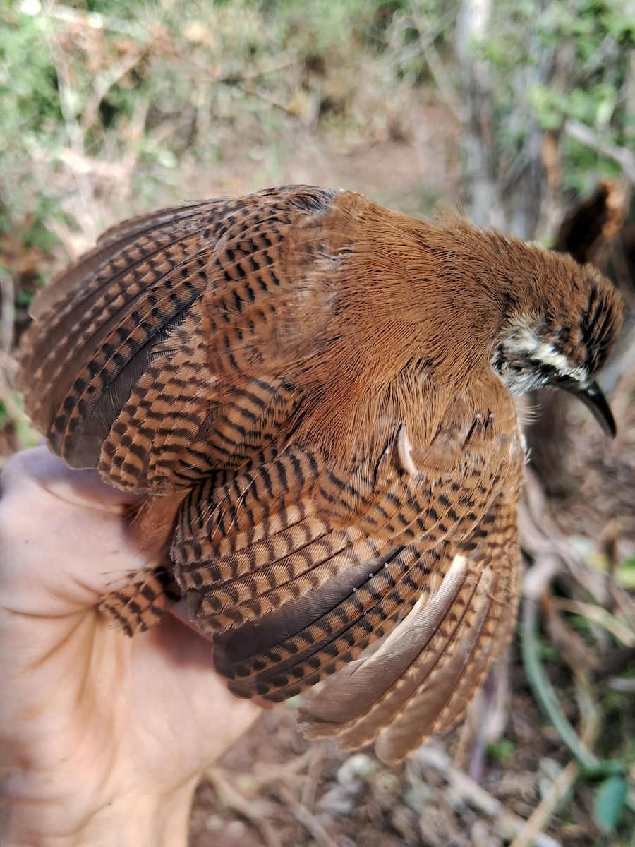 Long-billed Wren - ML623105643