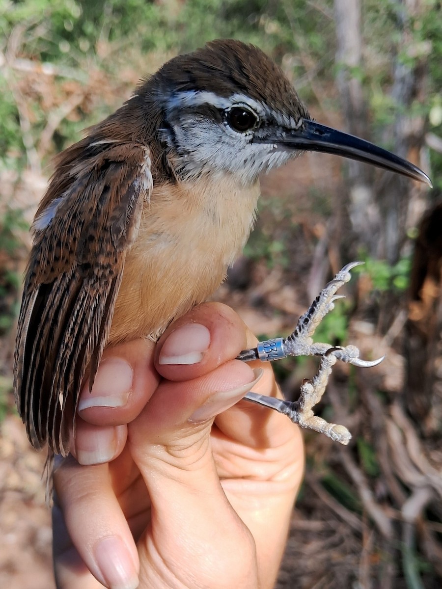 Long-billed Wren - ML623105644