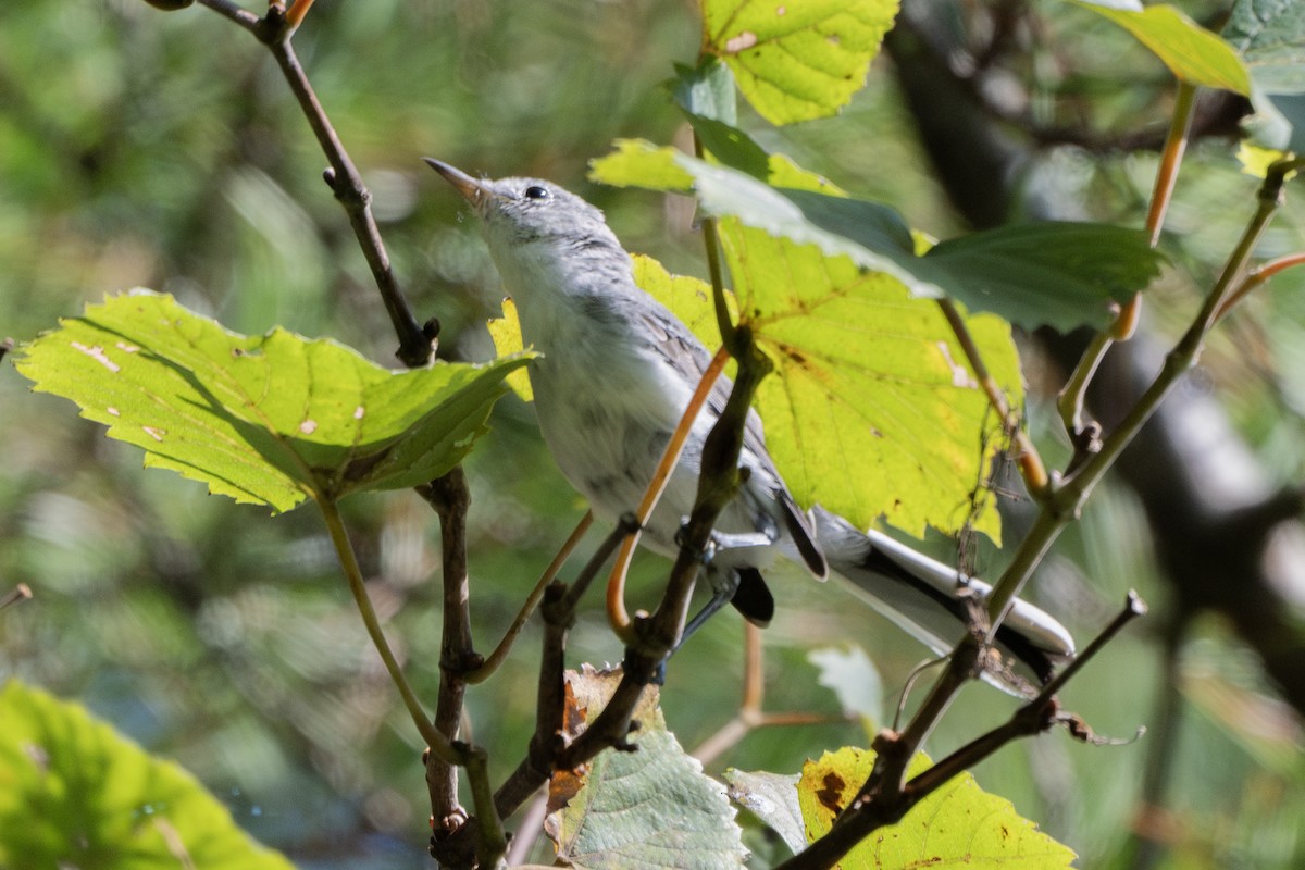 Blue-gray Gnatcatcher - ML623105655