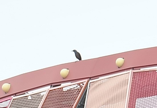 Blue Rock-Thrush - ML623105704