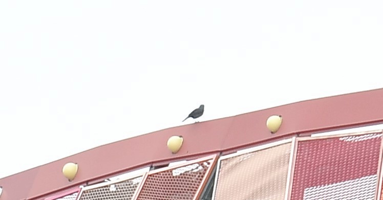 Blue Rock-Thrush - ML623105707