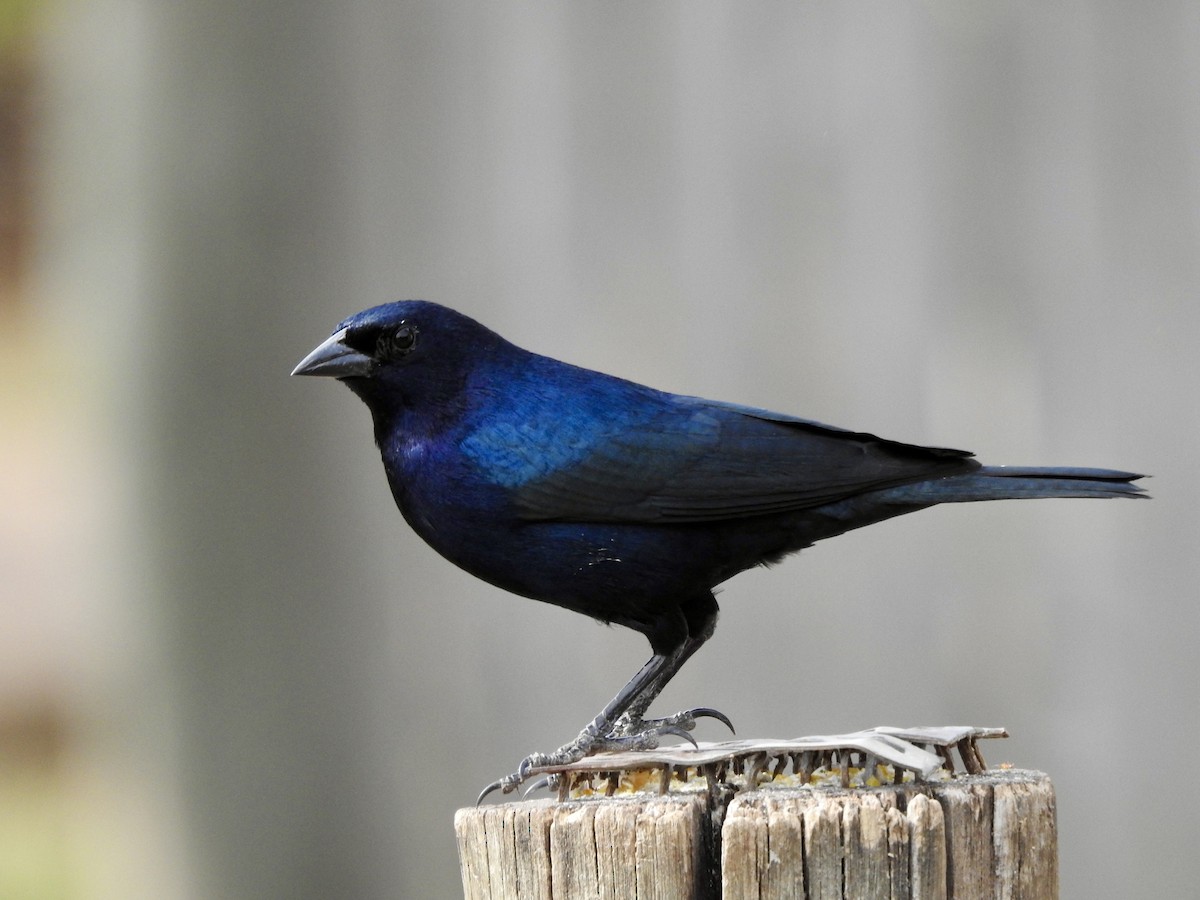 Shiny Cowbird - ML623105743