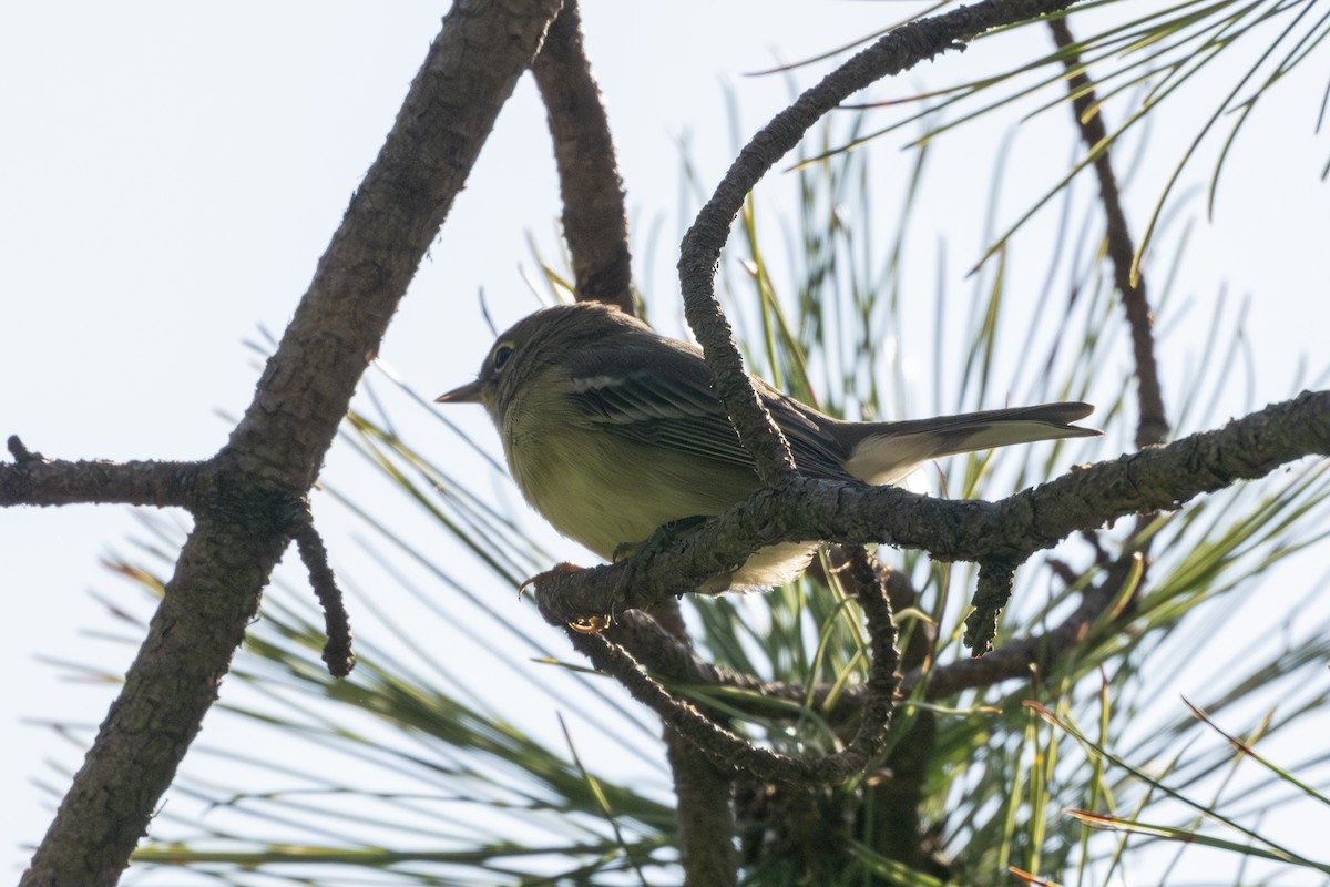 Pine Warbler - ML623105754