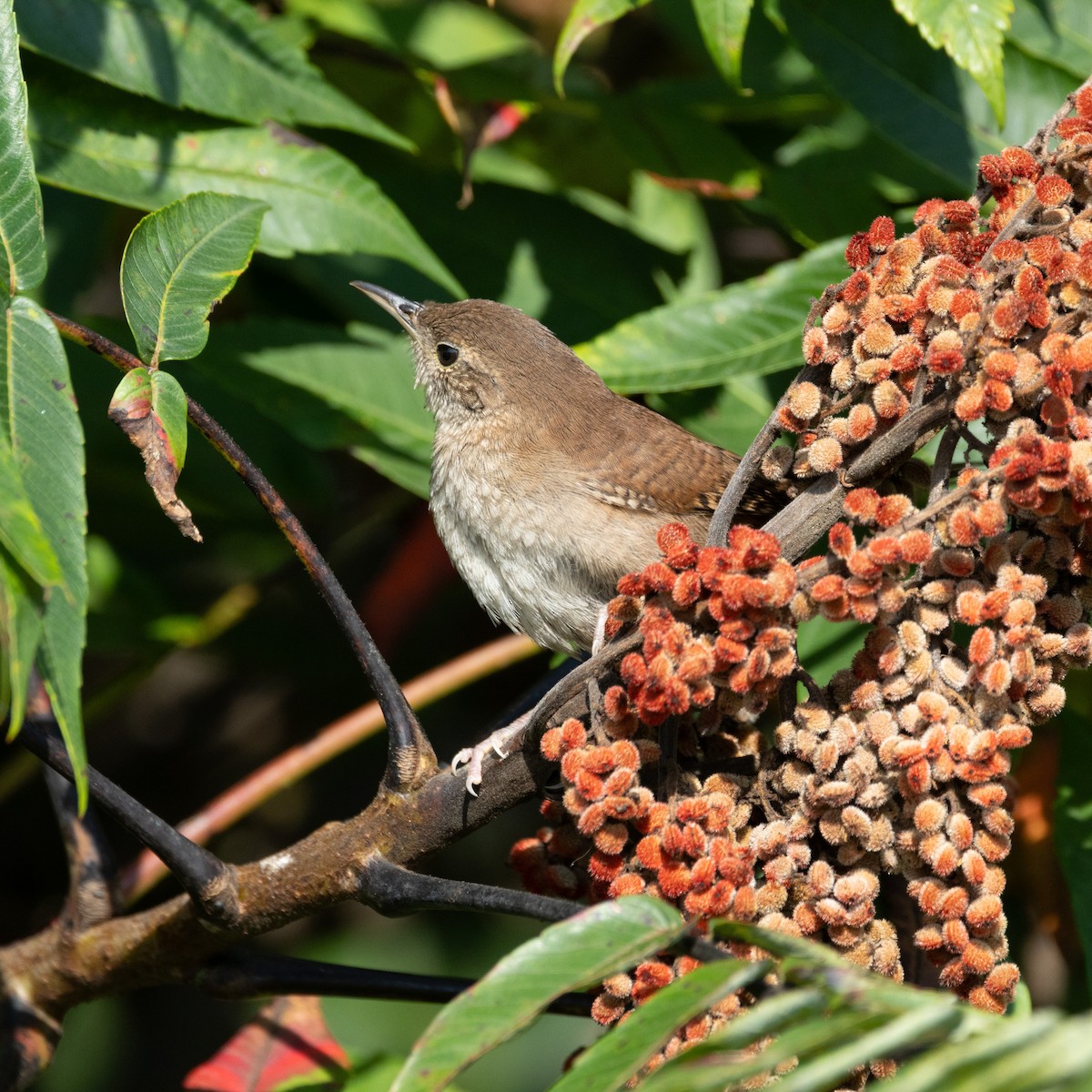 House Wren - ML623105785