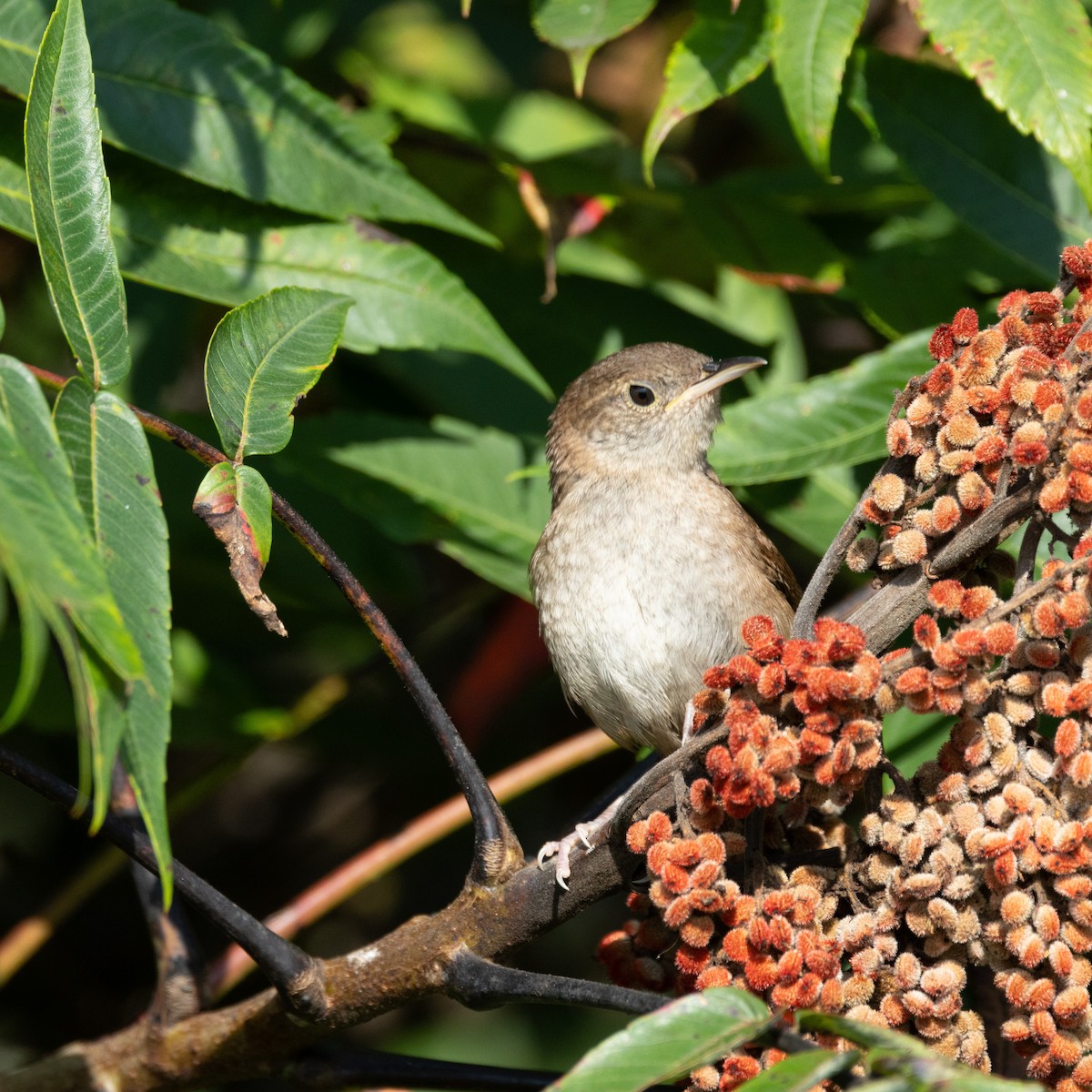 House Wren - ML623105787