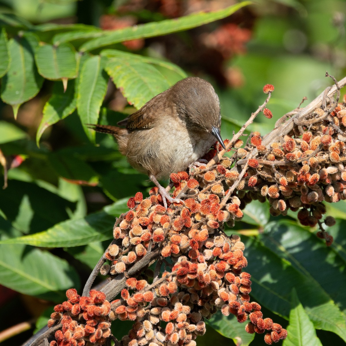 House Wren - ML623105789