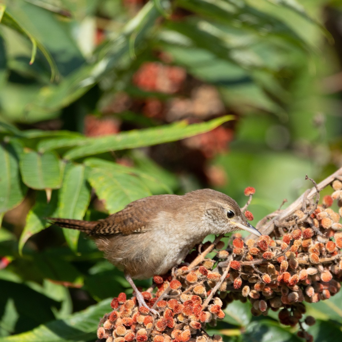 House Wren - ML623105796