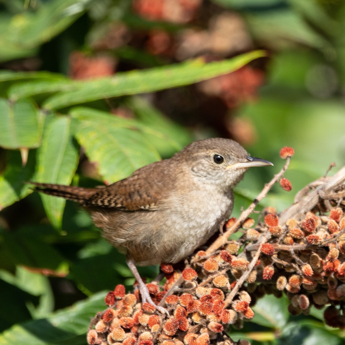 House Wren - ML623105800