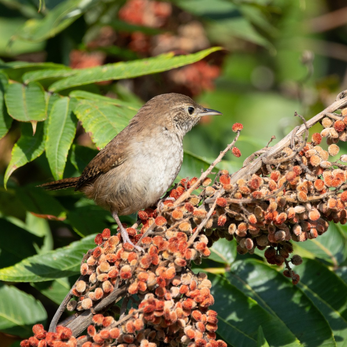 House Wren - ML623105802