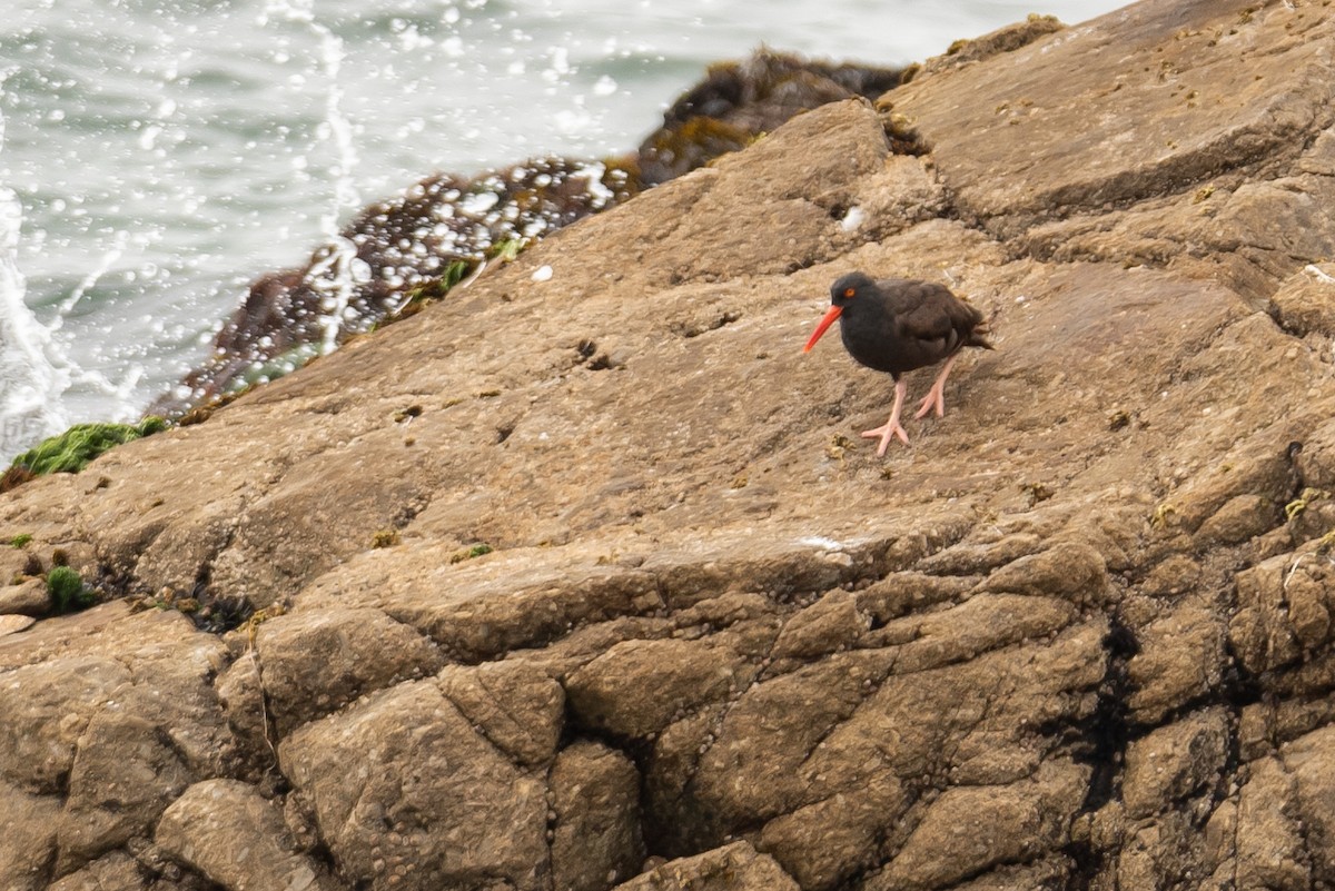 Black Oystercatcher - ML623105809