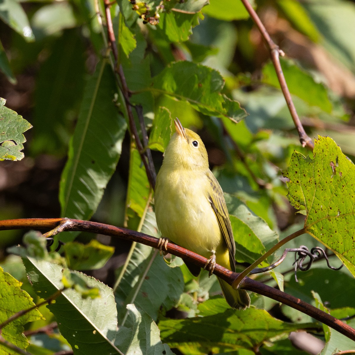 Yellow Warbler - ML623105841