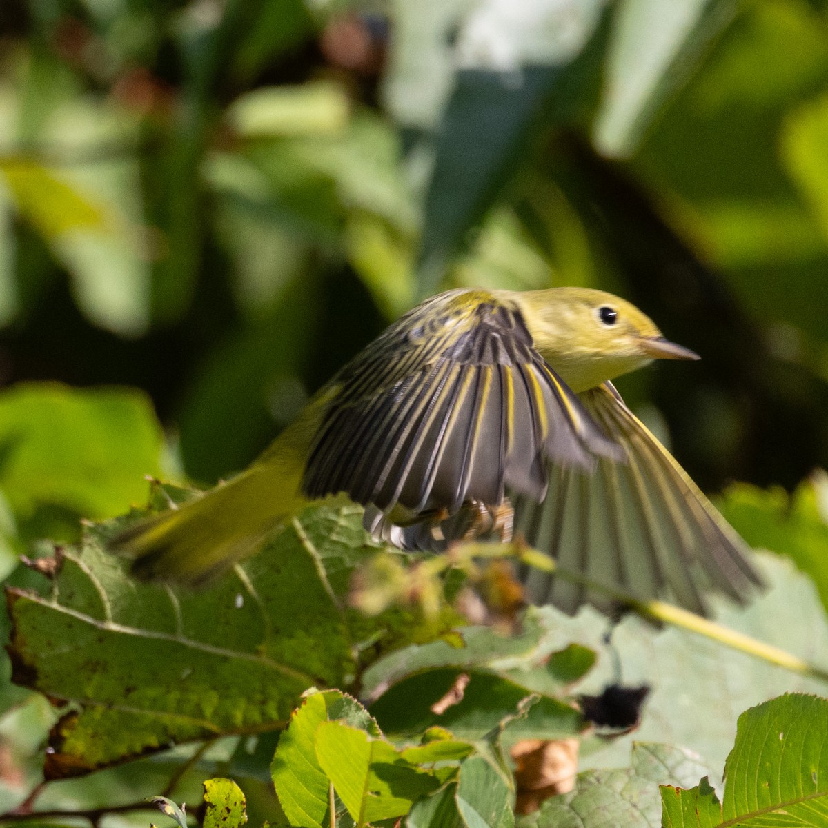 Yellow Warbler - ML623105849