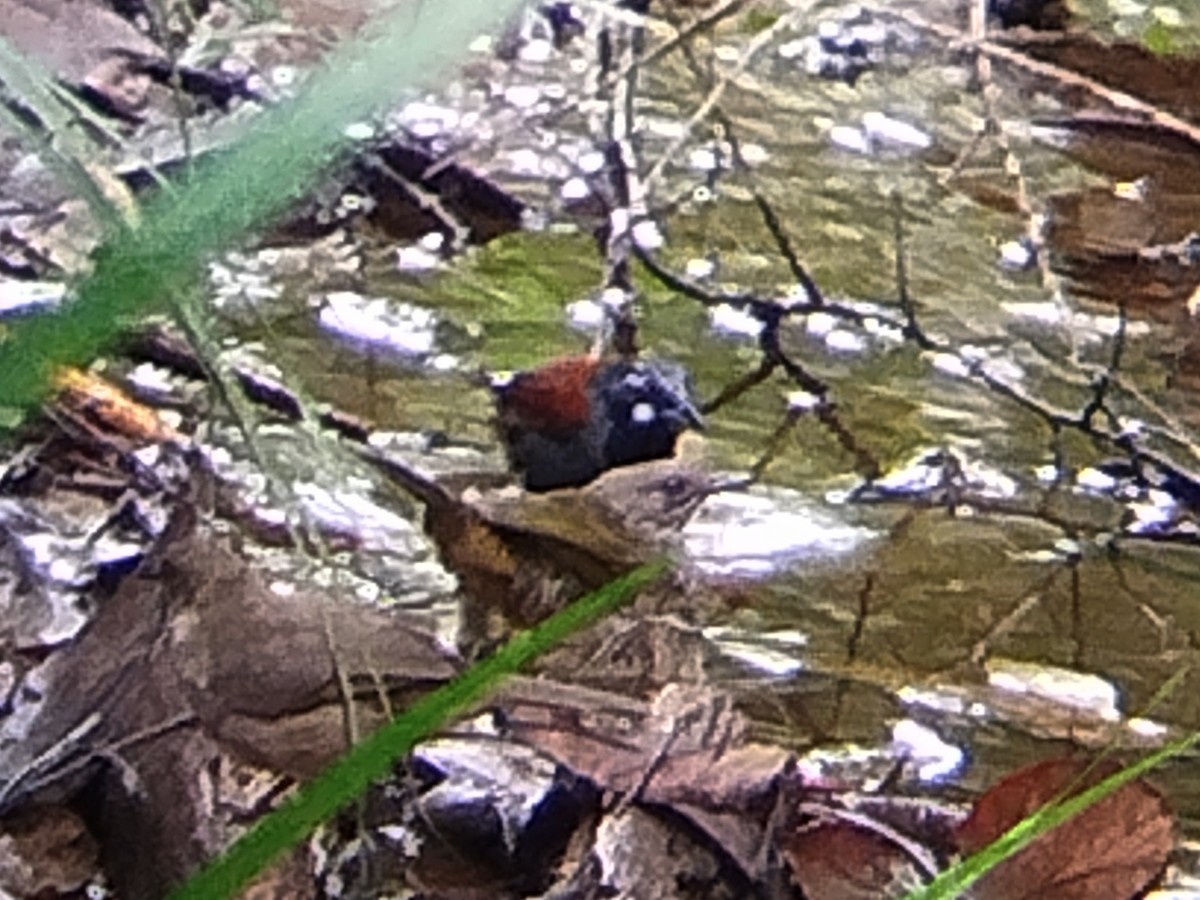 Black-throated Babbler - ML623105874